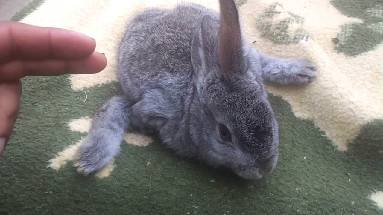 مظاهر مرض الكساح عند الأرانب و التشخيص و العلاج Manifestations of rickets in rabbits,