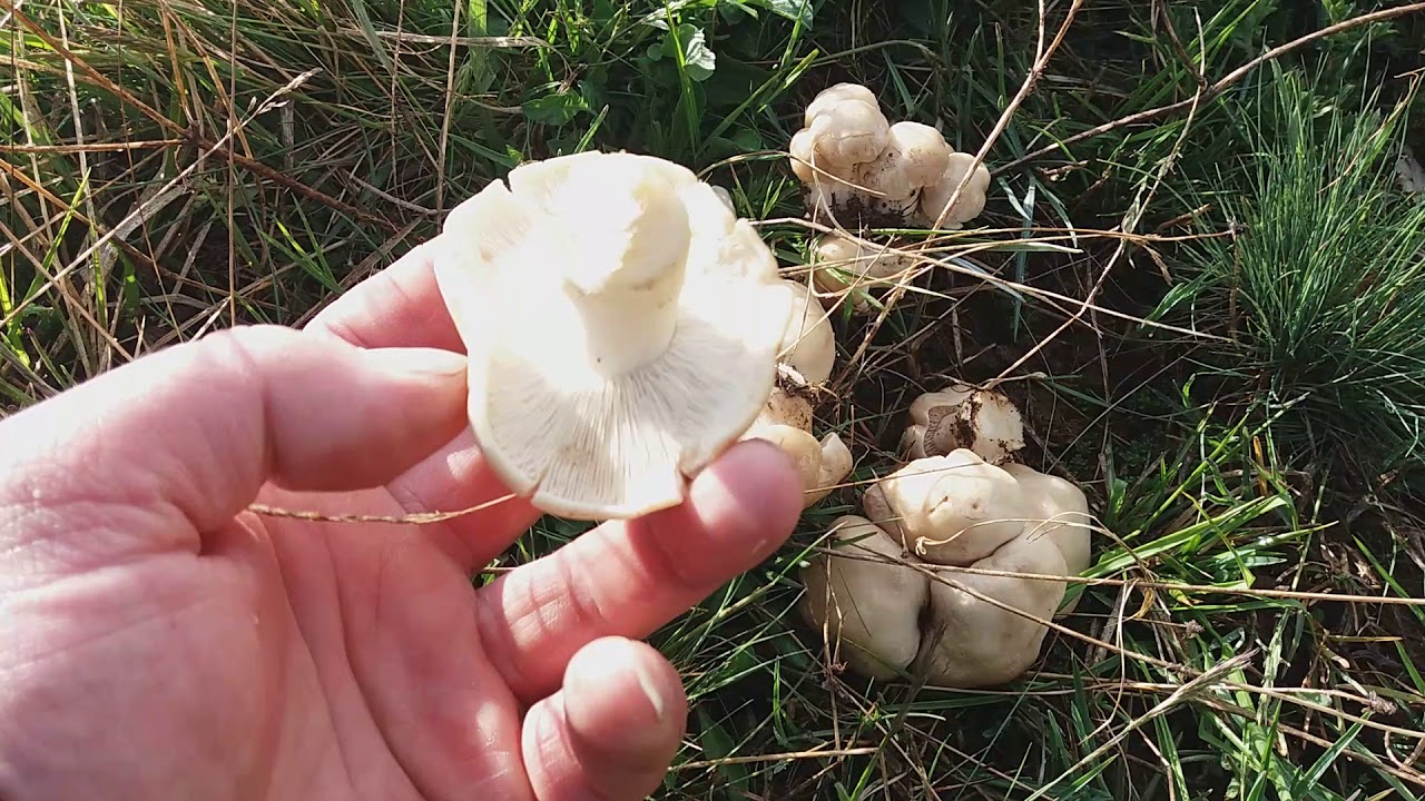 MANITARIA SAN GEORGE CALOCYBE GAMBOSA