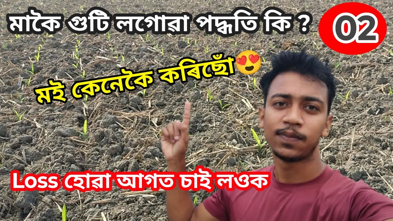 Makoi guti kene koi logabo || মাকৈ গুটি কেনেকৈ লগাব || assam agricultural video || #businessideas