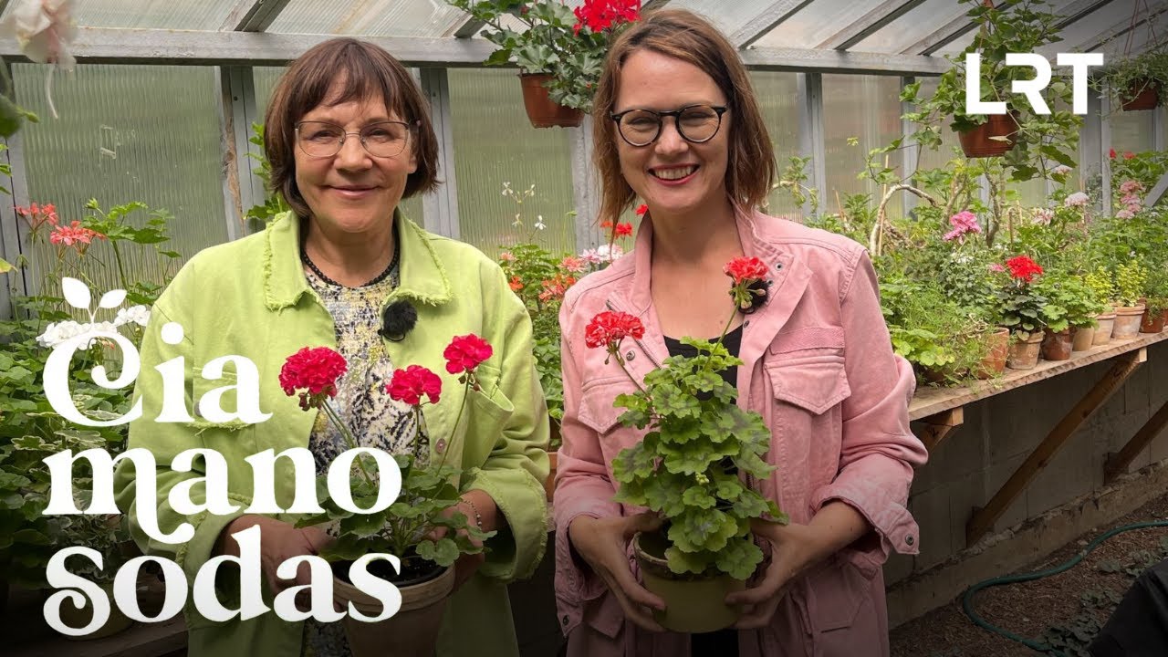 Čia mano sodas. Vieniems močiučių gėlė, kitiems – mados klyksmas: kaip auginti pelargonijas?