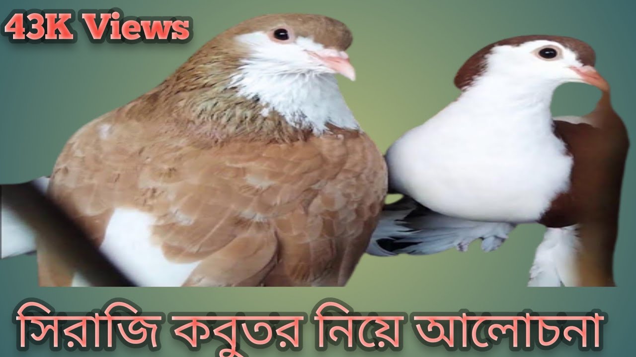 সিরাজি কবুতরের দাম|ডিম ফোটানো,বাচ্চা লালন পালন এবং খাবার,খাঁচার মাপ সম্পর্কে আলোচনা|SSA Youtuber|