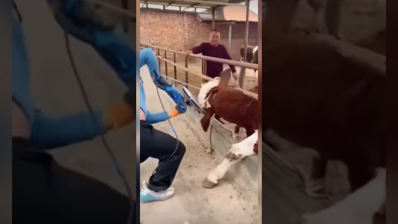 Poor Bull🐮