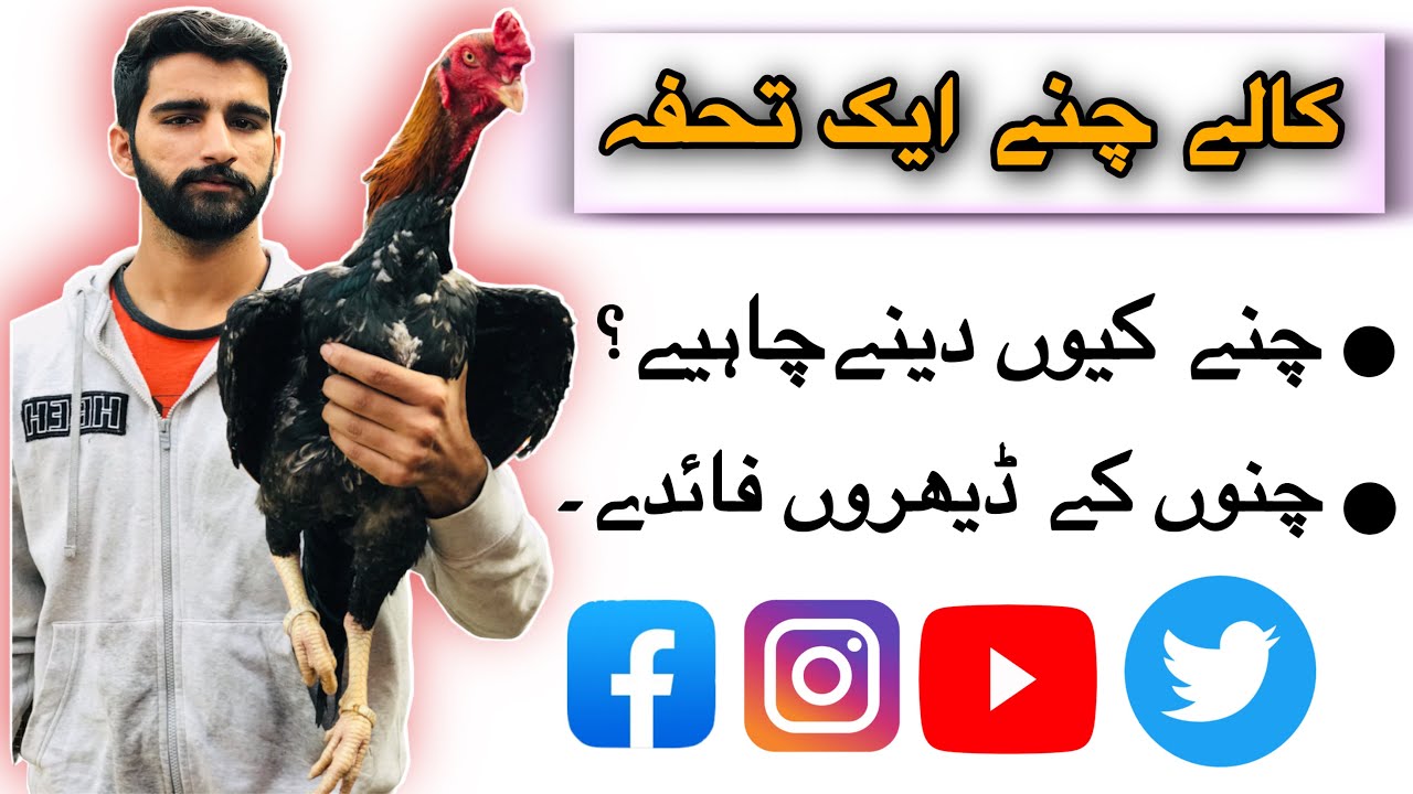 Aseel Murgo ko chany keyo dany cheya | Chano ka faida | Ustad Saleem JoGi