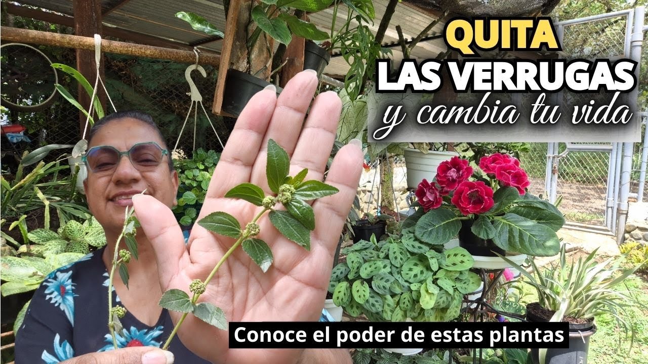 QUITA LAS VERRUGAS DE TUS MANOS controla la hipertensión y mucho más con estas plantas/Liliana Muñoz
