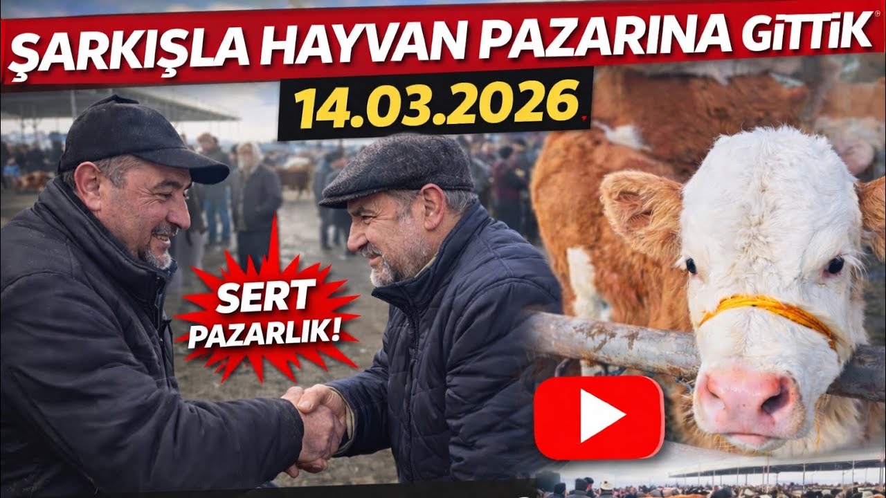 Şarkışla Hayvan Pazarı’nda Neler Oluyor? | 14.02.2026 Piyasa Gözlemi
