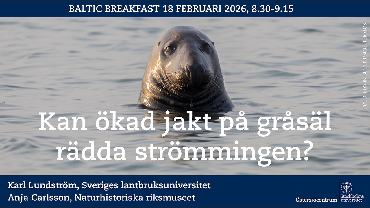 Baltic Breakfast: Kan ökad jakt på gråsäl rädda strömmingen?