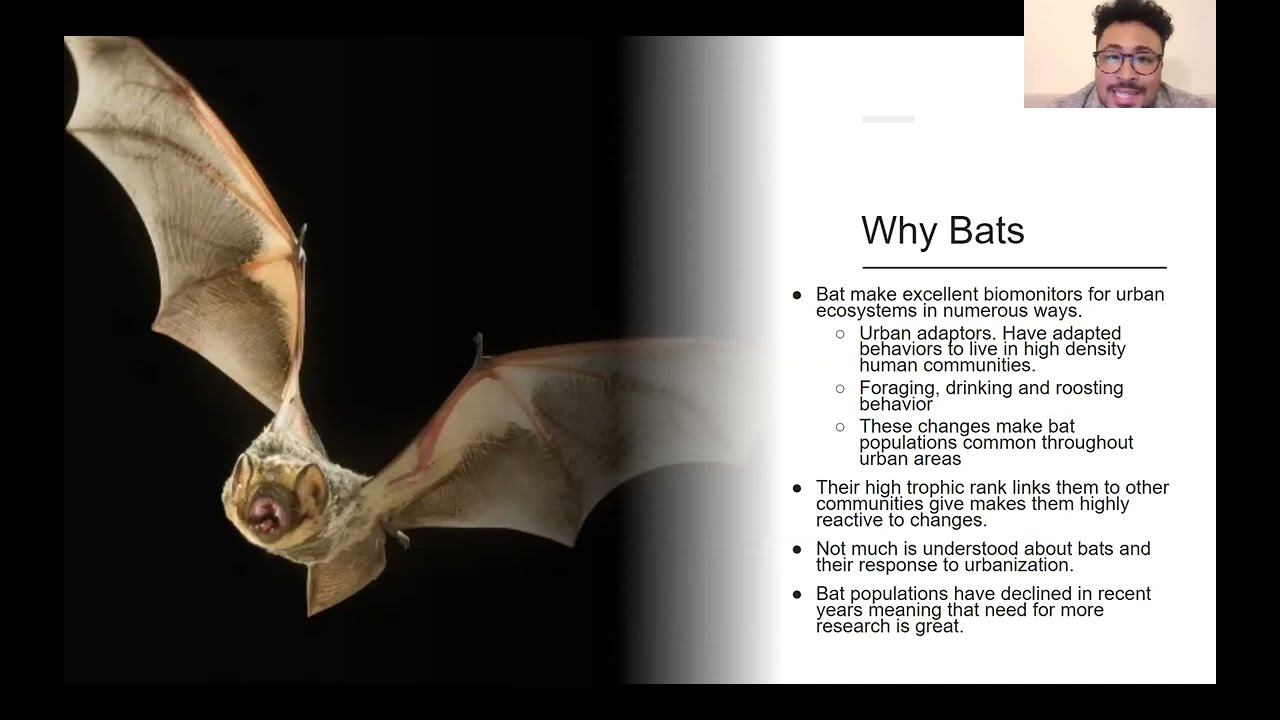 Rhythms of the Night: Bat Echolocation