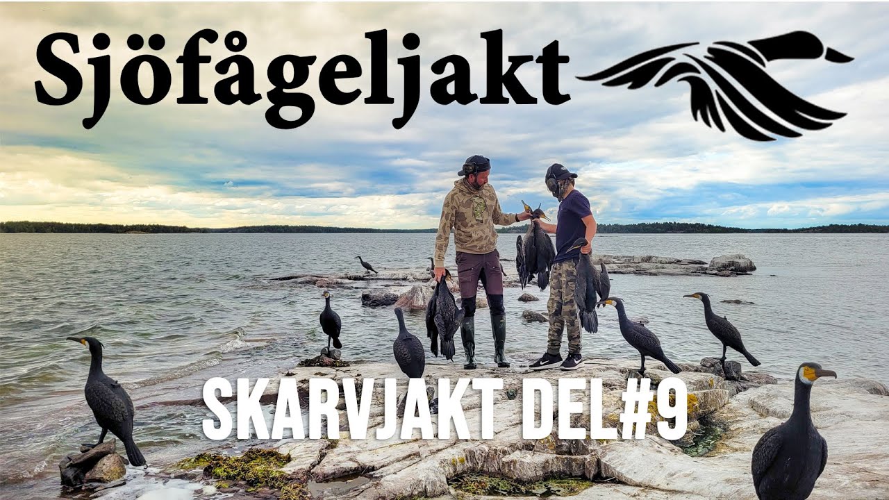 SKARVJAKT Del #9 - 2022-07-17  - *Cormorant Hunting*