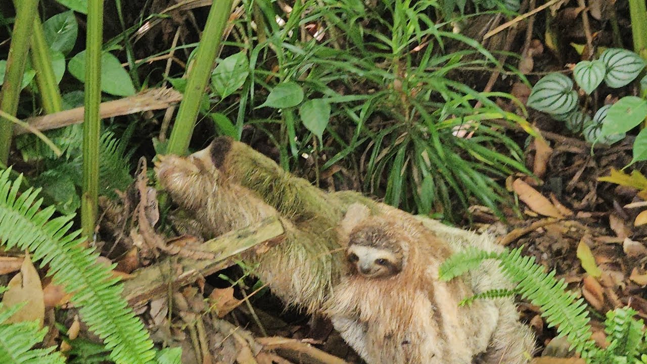 Momma and baby 3 toed sloth next to the house