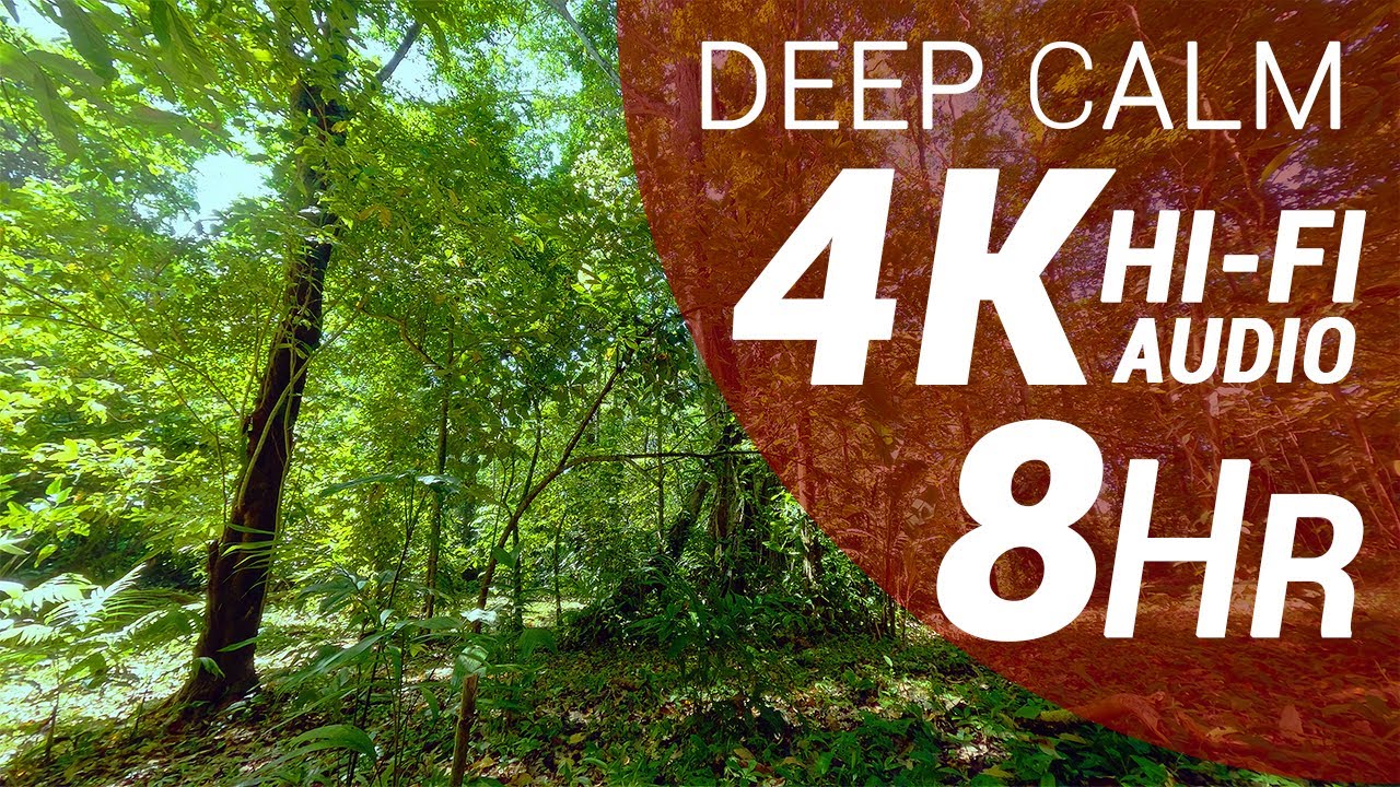 8 Hours of Jungle Sounds - Tropical Rainforest (4K - Hi-Fi Audio - No Talking)