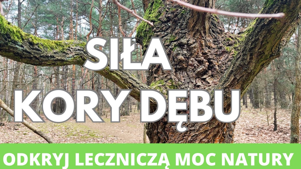 Siła kory dębu. Odkryj leczniczą moc natury
