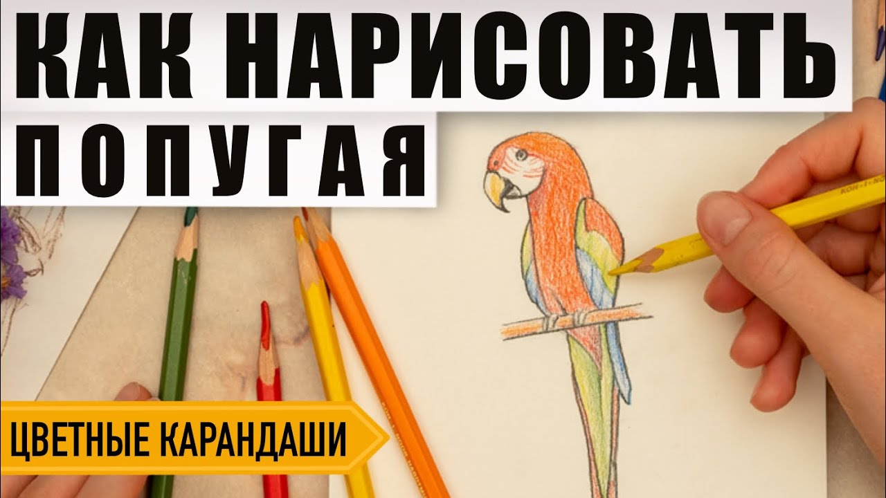 Как нарисовать попугая поэтапно карандашами | Обучающий видео урок по рисованию для начинающих.