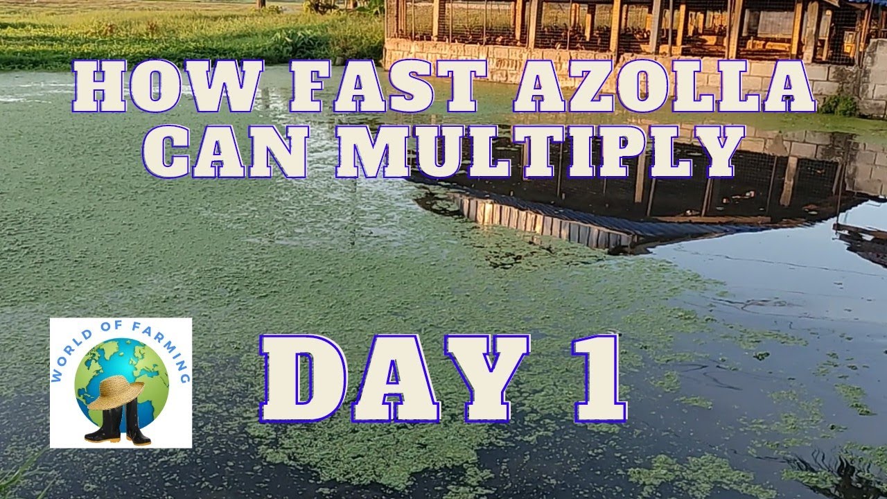 AZOLLA CULTIVATION DAY 1 (documentary)