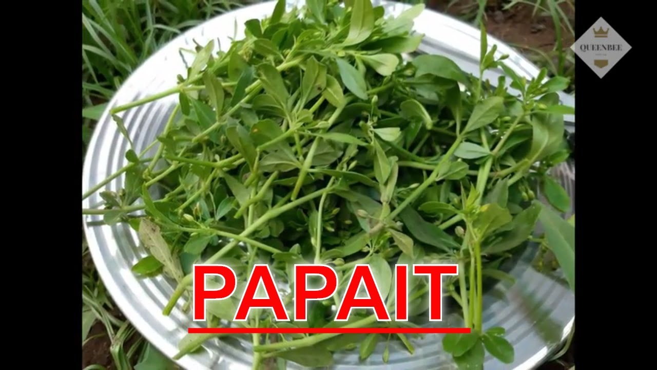 Papait Sarsalida Bitter Leaf or Slender Carpetweed