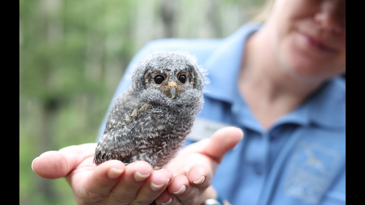 CMZoo Participates in Flammulated Owl Fieldwork to Support Regional Conservation