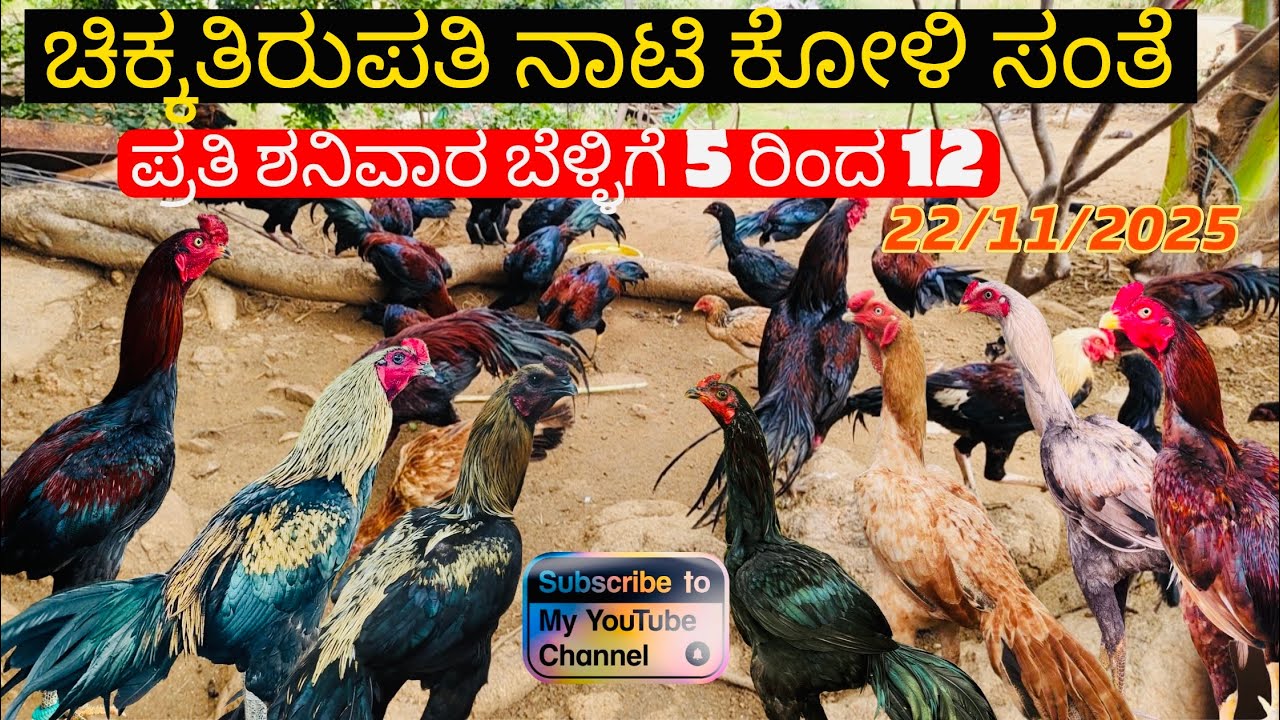 ಚಿಕ್ಕತಿರುಪತಿ ನಾಟಿ ಕೋಳಿ ಸಂತೆ / ಪೈಟರ್ ಕೋಳಿ ಗಳು ಮತ್ತು ನಾಟಿ ಕೋಳಿಗಳು /ಚಿಕ್ಕತಿರುಪತಿ /Koli Sante /