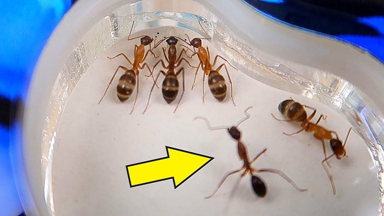 ¡NUEVO FORMICARIO PARA MIS HORMIGAS DE JARDIN!