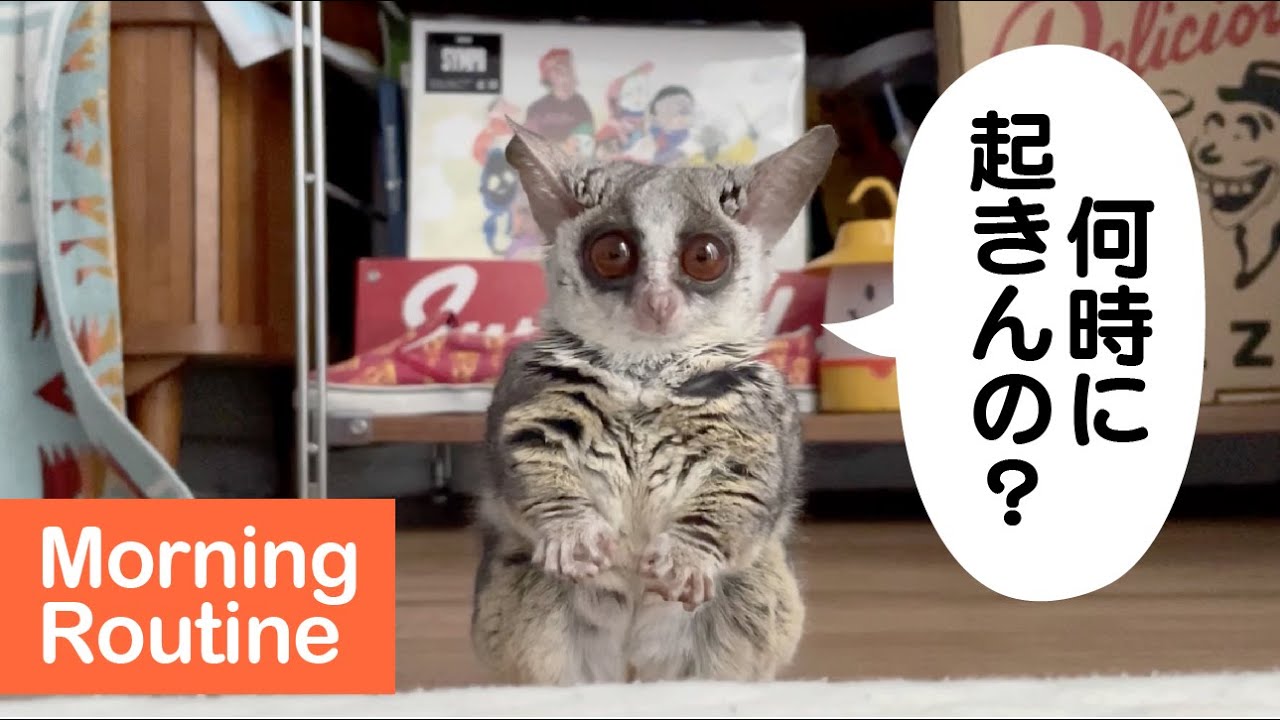 猿飼いのモーニングルーティン 