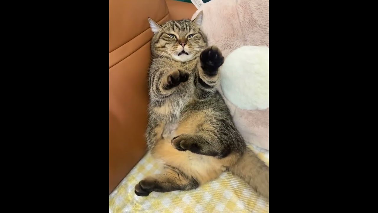 Try Not To Laugh Funnest Cat ! Funny Cat Video 2024 .