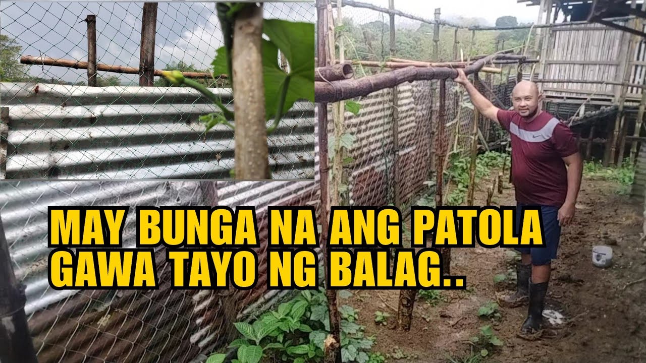 MAY BUNGA NA ANG PATOLA GAWA TAYO NG BALAG..