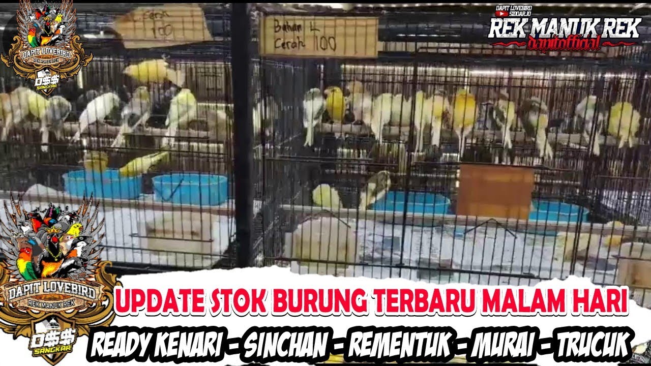 UPDATE STOK BURUNG TERBARU MALAM HARI - READY KENARI - SINCHAN - REMENTUK - MURAI - TRUCUK DLL