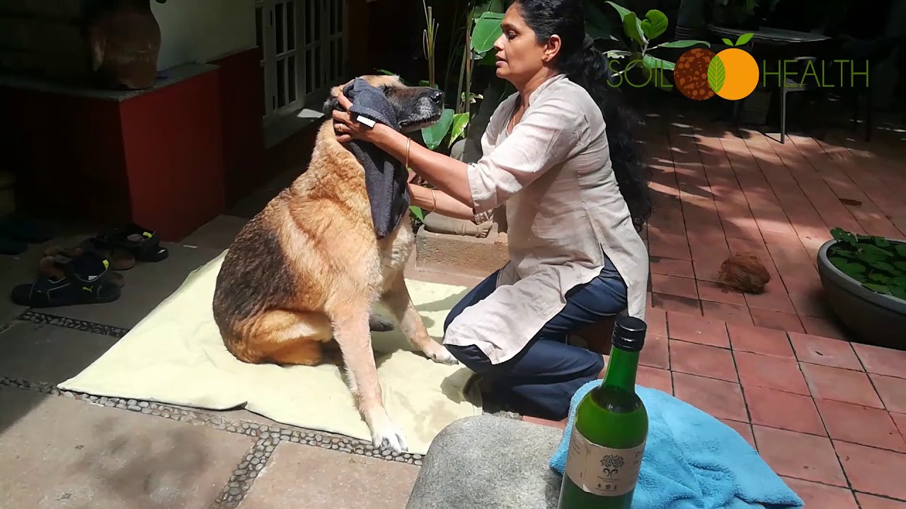 Pet wash using home made Bio Enzyme to bathe your pet dogs