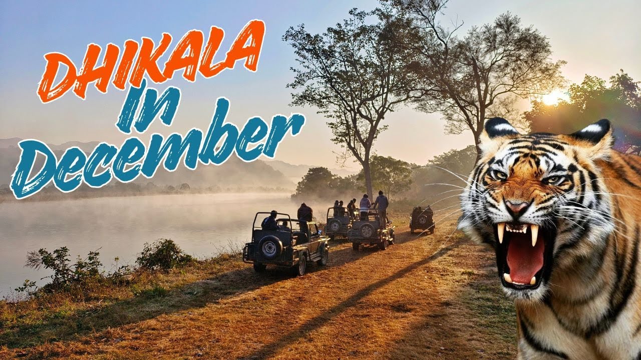 Dhikala Jungle Safari in December | Sarapduli FRH | Best Zone in Jim Corbett