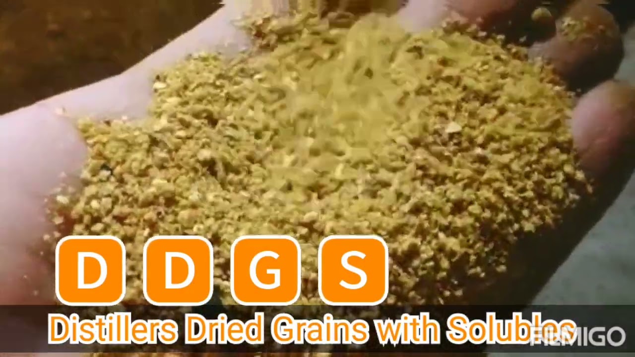 DDGS - Corn Distillers Dried Grains with Soluble