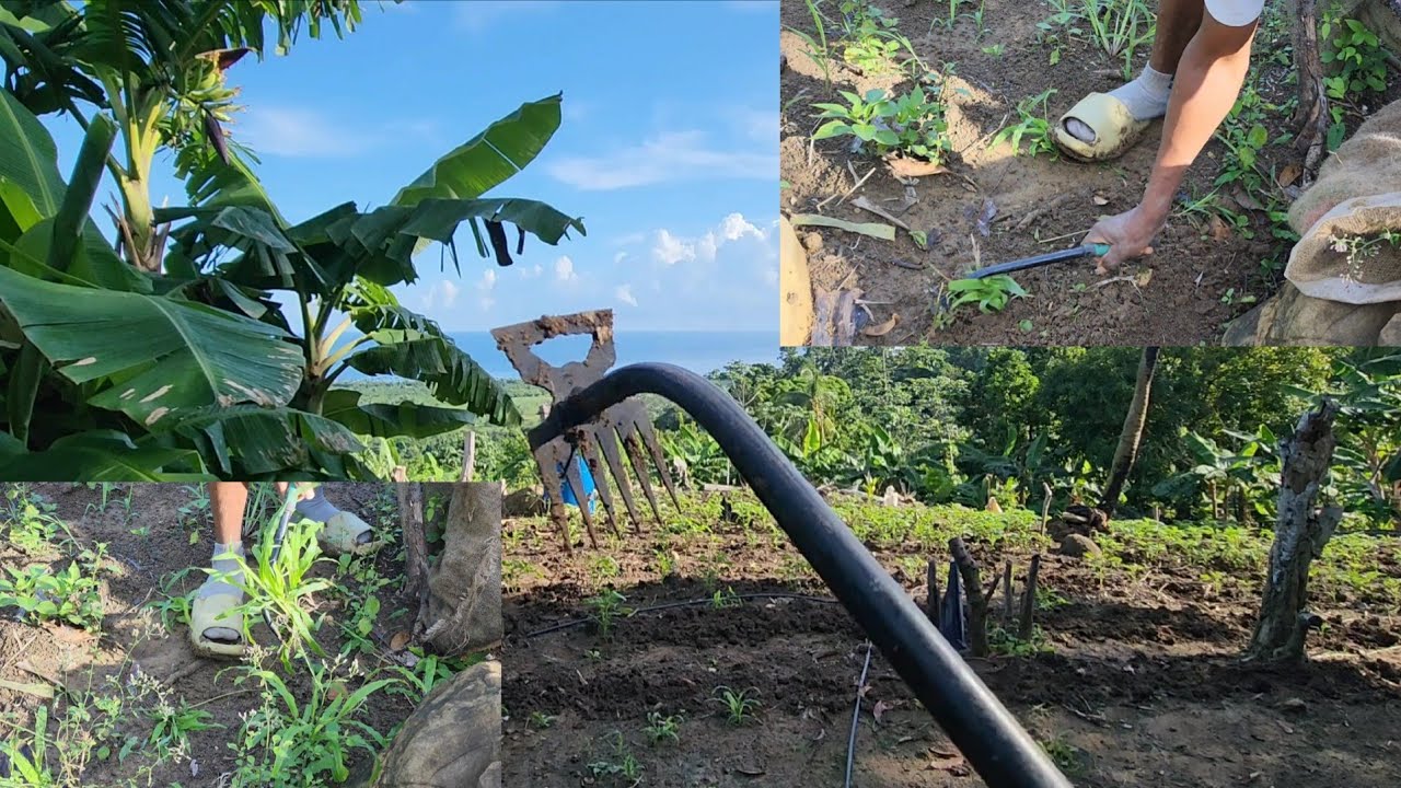 Start to use the thing that my subscribers gave me to weed up the farm 