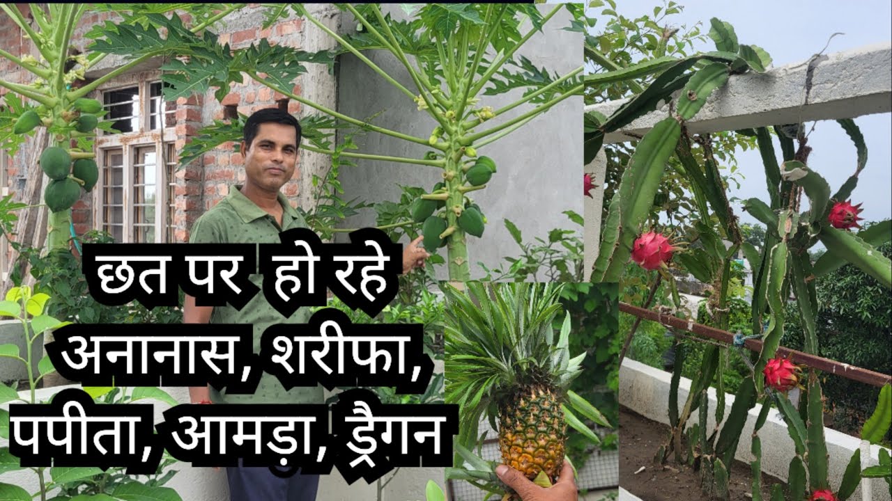 Terrace Fruit Garden and it's Care  || Fruits Harvesting from Terrace || Terrace bed Gardening