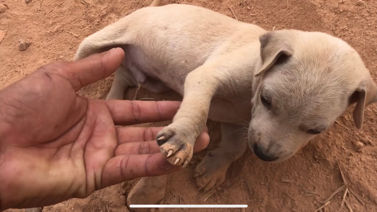 Orphaned puppy hit by motorbike, loses leg