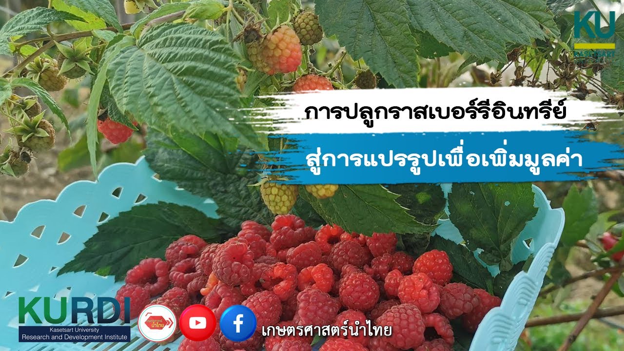 การปลูกราสเบอร์รีอินทรีย์ สู่การแปรรูปเพื่อเพิ่มมูลค่า