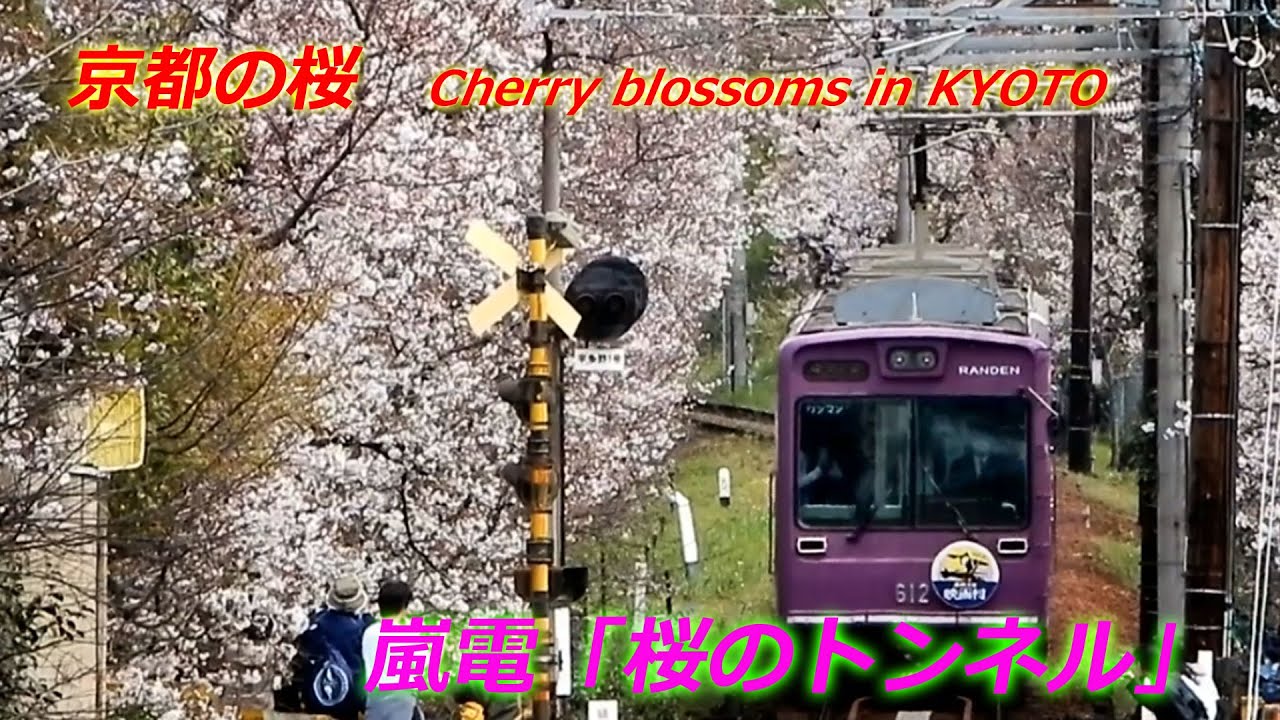 【京都の桜】嵐電・北野線「桜のトンネル」（2024年4月5日　京都市右京区）　Randen Kitano Line's 