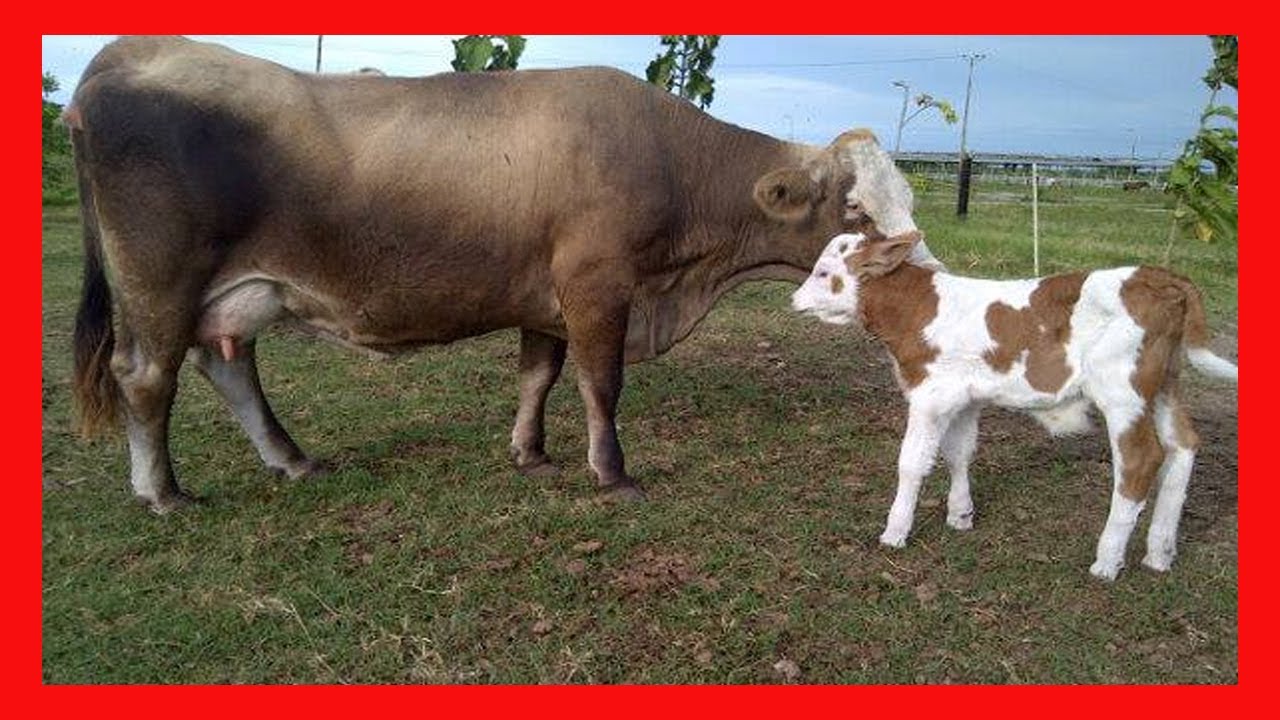 🏆 CRUCE PARDO SUIZO CON SIMMENTAL 🔴 COMO SE COMPORTA ✅ Vacas Lecheras Y Carnicas