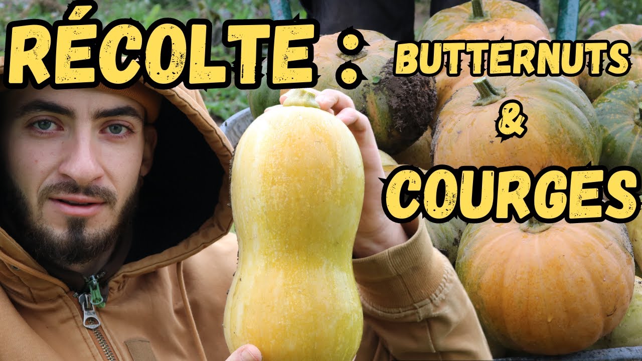 QUAND RÉCOLTER les BUTTERNUTS & COURGES ?