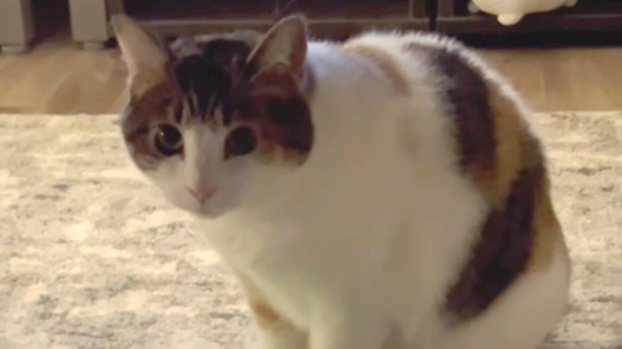 No one wanted this cat because she's shy
