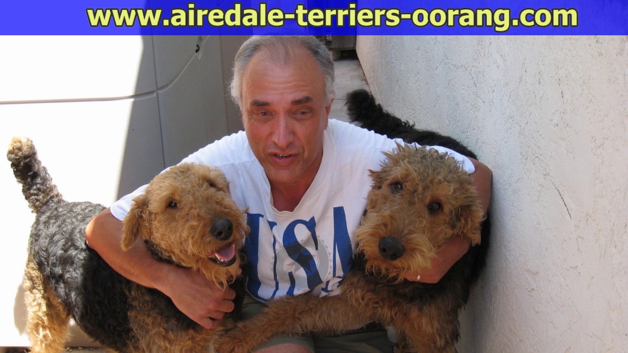 Large Airedale Terrier Breeder        #Airedaleterriers