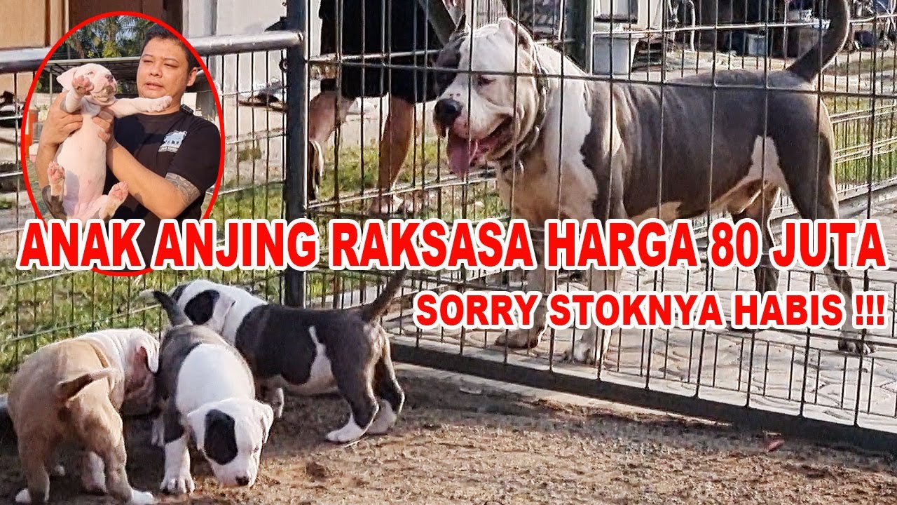 Harga 80 Juta TERJUAL HABIS !!! - Anjing Bully XXL Super RAKSASA