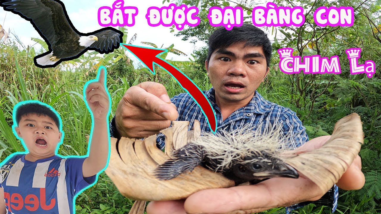 Phát Hiện Con Chim Lạ Đem Về Nuôi Kết Quả Rất Buồn [ Trang And Vinh ]