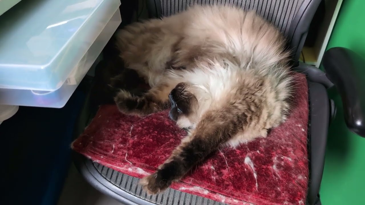 毎日リッちゃん2026/02/15