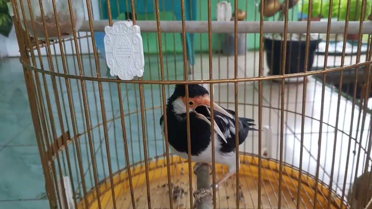 Kicau Jalak suren