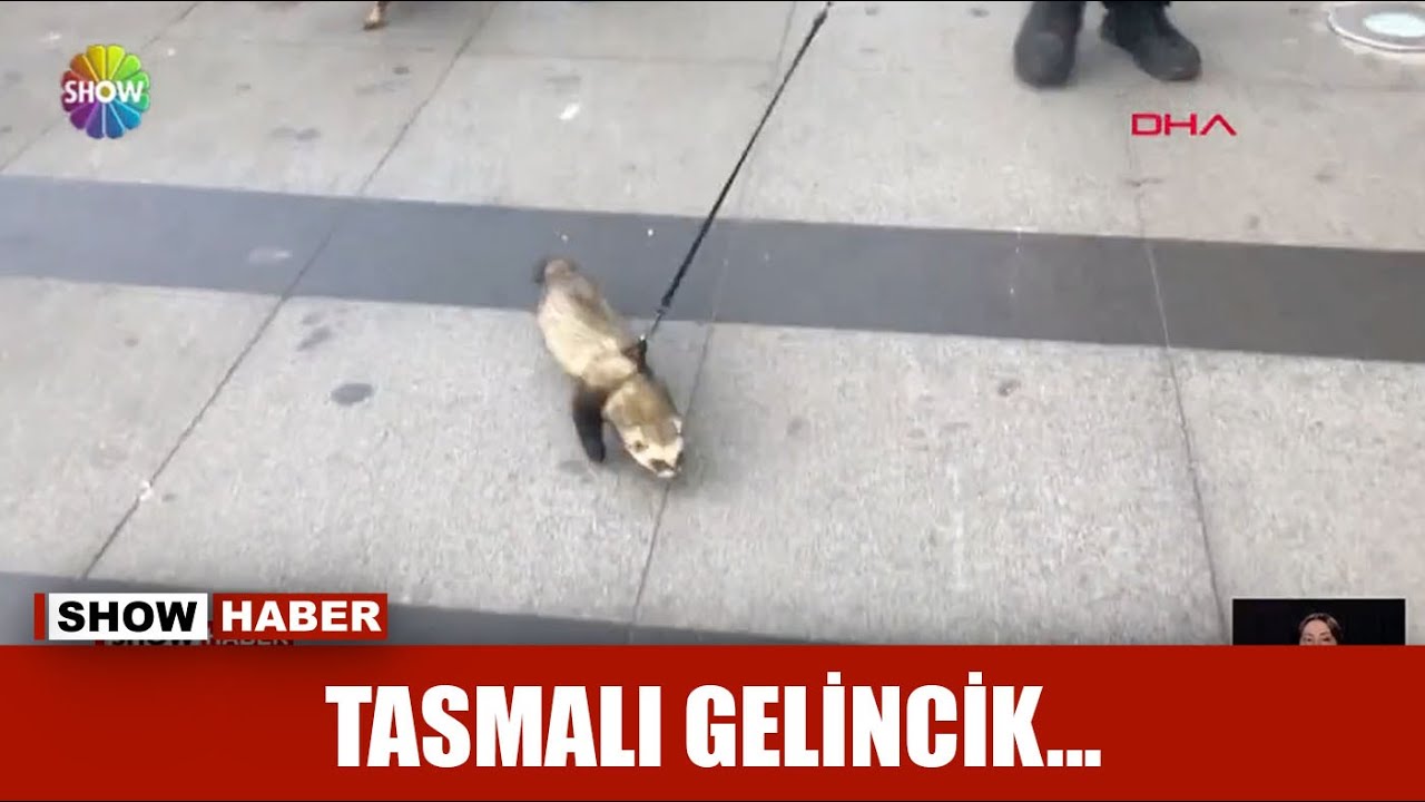 Tasmalı gelincik...