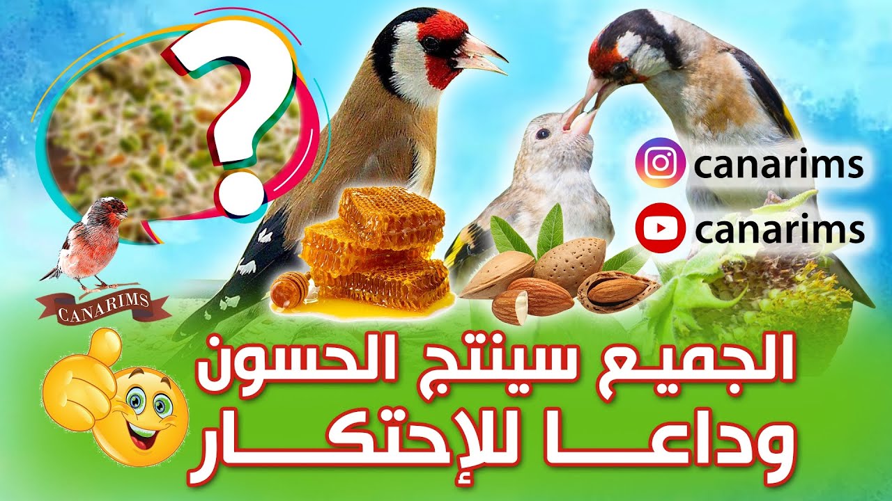 تجهيز انثى الحسون و كذلك الذكر قبل دخول موسم التزاوج و بمواد طبيعية