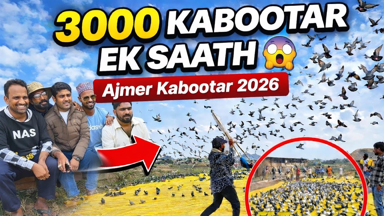 2800 Kabootar Challenge in Ajmer | NGN VLOGS