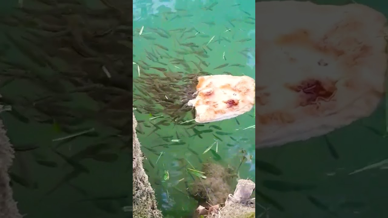 Riblja mlađ. || Little fish eat bread #shorts #fishing #pecanje #angler #nature