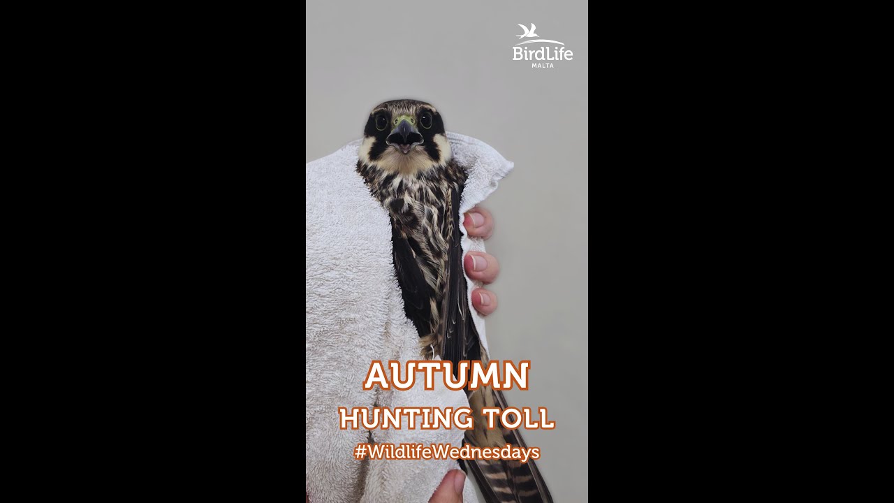 Autumn hunting toll