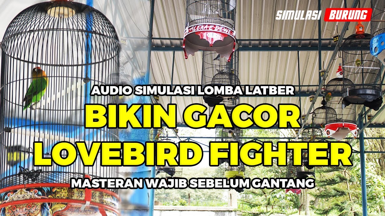 MASTERAN SABTU PAGI JADIKAN MENTAL STABIL | Simulasi Lomba Lovebird DEWASA FIGHTER