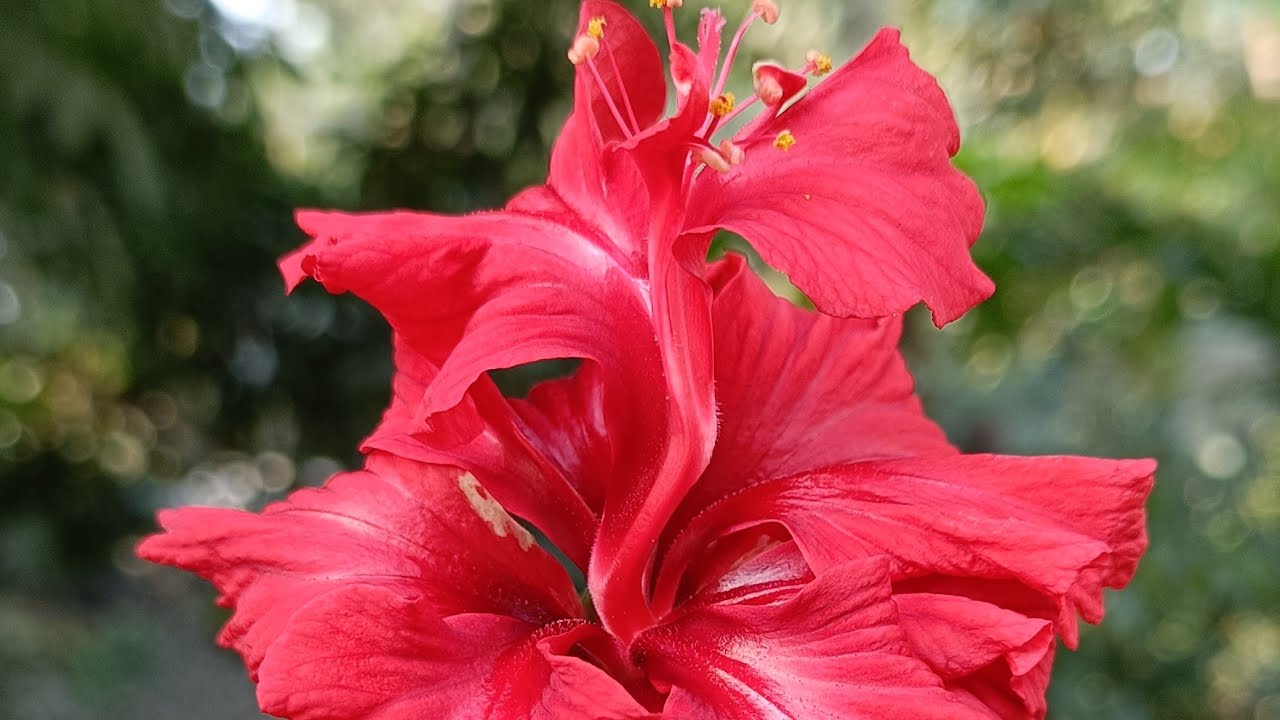 শুভ দুপুর মন্ত্র লাইভে চলে এসছি