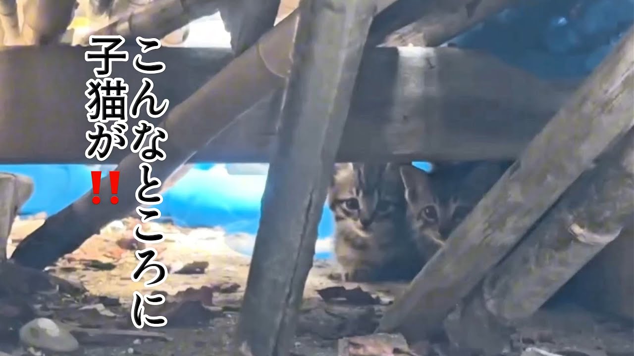 母猫が「ついて来て」と言うので後を追ってみたらそこには何と…