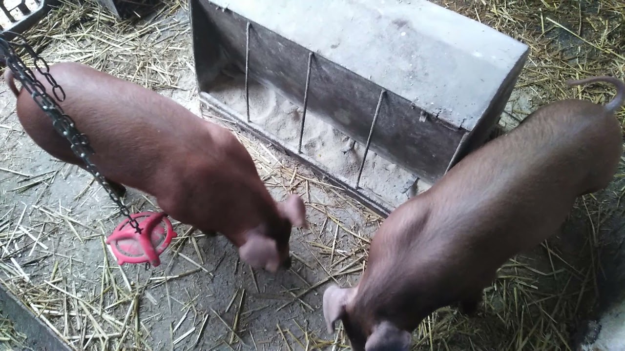 Duroc sert&eacute;s 8 hetes malacok nagyk&aacute;ll&oacute;i 716 os kant&oacute;l !